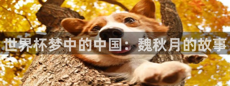 欧洲世预赛赛程表:世界杯梦中的中国:魏秋月的故事